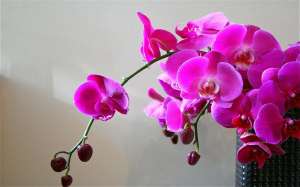 890060__violet-orchid_p
