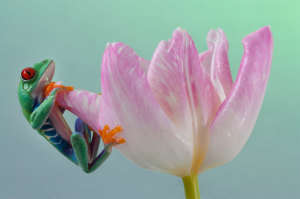 pink-tulip_1891794i