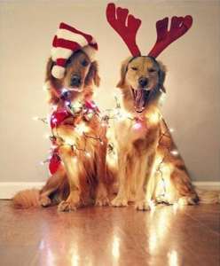 picture-of-the-day-christmas-dogs