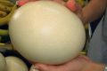 Как правильно и вкусно сварить страусиные яйца